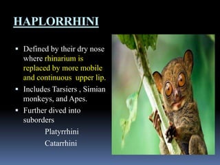 Rat Rhinarium Tracing the human evolution | PPTX
