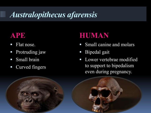 Tracing the human evolution