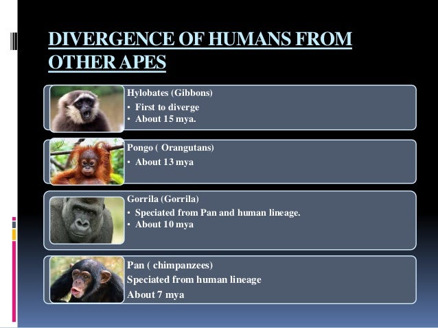 Tracing the human evolution