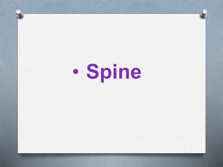 • Spine
 