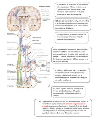 Los impulsos penetran a través de los nervios craneanos.VÍAS AFERENTES DE ORIGEN MEDULAR<br /> <br />Las grandes vías que entran al S.N.C. a través de los nervios espinales pueden ser conscientes o inconscientes.<br />Vías Conscientes:          <br />Finalizan su recorrido a nivel del área somestésica de la corteza cerebral.9448805442585<br />En este lugar Deben tener los siguientes componentes:<br />Receptor.