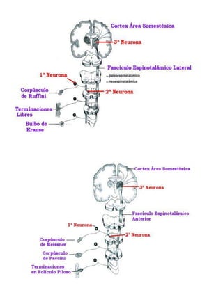 No poseen la tercera neurona (talámica) pues su destino es el cerebelo.VÍAS AFERENTES DE ORIGEN TRONCULAR<br /> <br />Existen grandes vías aferentes que no entran al S.N.C. a través de los nervios espinales, sino que lo hacen a través de los nervios craneanos, éstas son las grandes vías aferentes de origen troncular, que al igual que las vías conscientes poseen tres neuronas:<br /> <br />1ª Ubicada a nivel de los núcleos sensitivos de los nervios craneanos (ganglio trigeminal, glosofaríngeo, vago), es decir, en los ganglios de los nervios craneanos.