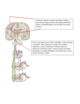 Ejemplos: Núcleo del tracto espinal del trigémino, núcleo del tracto solitario, núcleo del tracto mesencefálico, núcleos vestibulares.