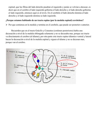 3ª Ubicada a nivel del tálamo.LOS TRACTOS (HACES) GRACIL Y CUNEATO<br />Tacto discriminativo, sentido de vibración y sensación  consciente  de músculos y articulacionesTracto ascendente del cordón posterior (ocupa el cordón posterior)<br />Fascículo grácil (es medial)