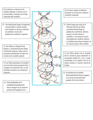 Fascículo cuneiforme (es lateral):16052806165850<br />Sensaciónes exteroceptivas<br />Sensaciónes propioceptivas<br />¿Cómo se forman? ¿Cómo llega la información arriba?<br />Recuérdense que yo les decía a ustedes que el cuerno posterior es sumamente sensitivo y que de la lamina I – IV eran exteroceptivas (sensaciones superficiales) y la V-VI eran propioceptivas (estas son superficiales pero vienen dada por músculos, articulaciones y huesos)   LAMINA ANTERIOR                                                                                                                               <br />Ejemplo:<br />Los órganos tendinosos (órganos de golgi) que están los receptores propioceptivos <br />¿Que son los órganos de golgi?<br />Son receptores de estiramiento en los tendones. Se estimulan por la contracción del músculo, que tira del tendón correspondiente. Estos receptores no se estiran fisiológicamente por un estiramiento pasivo del músculo. La vía aferente son fibras de tipo Ib. Estas hacen sinapsis en la médula con interneuronas de tipo Ib, que inhiben las motoneuronas del músculo que se ha contraído. Este circuito forma una retroalimentación negativa, por la que la contracción de un músculo inhibe su propia contracción, y tiende a mantener la fuerza producida constante.<br /> <br />6191254838065<br />¿Cómo llega la sensación a la medula? <br />Estas son centrifugas de afuera hacia adentro, son aferentes. Estas tienen que primero venir de los cuerpos llegar a los nervios llegar a la medula y subir a la porción superior. Empezando con la raíz posterior…<br />Imaginémonos que en ese musculo o en ese uso muscular tenemos los órganos de golgi que son los receptores para los cordones de grácilis y cuneato luego que están ahí llegan a través de los nervios a la raíz posterior cuando llegan a la raíz posterior se encuentran con la primera amiguita neurona primaria seudounipolar localizada en el ganglio de la raíz dorsal (posterior) ahí hace sinapsis ese estimulo que se origino en un musculo o en una articulación a través de los axones llega ese axón llega a su neurona que es la neurona sensitiva primaria que está localizada en el ganglio de la raíz dorsal. luego llega entra por el cuerno posterior <br />Luego que llega por el cuerno posterior sinapsis en el fascículo (cordón) dorso lateral de Lissauer y se ubica en el cordón posterior y de ahí sus fibras son ascendente suben a todo lo largo del cordón posterior <br />Cuando llegan a la medula oblongada en la parte dorsal de la medula oblongada encontramos los tubérculos de grácilis y cuneato  ahí en esos tubérculos están los núcleos de grácilis y cuneato. Ahí encuentran la segunda neurona sensitiva o neurona secundaria de la sensibilidad ase sinapsis entonces los axones de la neurona secundaria se entrecruzan se dirigen hacia adelante y se entrecruzan y forman las fibras arcuatas<br /> Se dirigen hacia adelante y contra lateral en la medula oblongada forman las fibras arcuatas o arqueadas o fibras en abanico y estas forman el lemnisco medial y de aquí suben al tálamo en el tálamo encuentran la tercera neurona y ya en el tálamo van hacia la corteza hacia el (homúnculo) pero en vez de la corteza motora van hacia la corteza sensitiva. Luego que está en la corteza sensitiva a través de interneuronas (estas siempre conectan lo motor con lo sensitivo o viceversa). Con las interneuronas el mensaje que se recibe en la corteza sensitiva (girus pos central es sensitivo)<br />7) Los axones de la neurona de tercer orden salen y atraviesan el brazo posterior de la capsula interna y la corona radiada para alcanzar el área somestésica en el girus poscentral de la corteza poscentral6) Suben por la protuberancial y el mesencéfalo y las fibras terminan formando sinapsis con las neuronas de tercer orden en el núcleo ventral posterolateral del tálamo.  5) Luego las fibras ascienden como un haz compacto único, el lemnisco medial, a través del bulbo raquídeo 4) Los axones de las neuronas de Segundo orden, denominados fibras arcuatas internas, pasan anteromedialmente alrededor de la sustancia gris central y Cruzan el plano medio y se decusan con las fibras correspondientes del lado opuesto en la decusación sensitiva3) Las fibras del fascículo grácil y el fascículo cuneiforme asciende homolateralmente y terminan estableciendo sinapsis con la neurona de segundo orden en el núcleo grácil y el nucleó cuneiforme2) Cuando llegan a la medula oblongada en la parte dorsal de la medula oblongada encontramos los tubérculos de grácilis y cuneato<br />Llegan a través de los nervios a la raíz posterior cuando llegan a la raíz posterior se encuentran con la primera amiguita neurona primaria seudounipolar localizada en el ganglio de la raíz dorsal (posterior) ahí hace sinapsis en el fascículo (cordón) dorso lateral de Lissauer y se ubica en el cordón posterior y de ahí sus fibras son ascendente suben a todo lo largo del cordón posteriorEjemplo:<br />Yo me doblo un tobillo(o me queme) el dolor que siento es en las articulaciones en la articulación del astrágalo con el calcáneo aquí fue donde comenzó subió a través del las fibras del nervio sural las sensaciones subieron a través del plexo lumbosacros o lumbar de aquí pasaron a la raíz posterior  de esa raíz  y encontró la neurona primaria sensitiva hizo sinapsis esa neurona entro en un impulso ahí.<br />Supóngase que en tal sitio está pasando tal cosa (se le está quemando el arroz a betzi) esa neurona  se devolvió subió por aquí entonces donde dijo mira que a betzi se le está quemando el arroz pues vete y destápalo pues yo voy a mandar a destapárselo entonces esa neurona fue y mando a otra  y esta subió por los cordones posteriores a todo lo largo de la medula espinal por la parte posterior subió a la medula oblongada y aquí se decusaron entonces llego otra y dijo mira que me dijo Lili que a Betzi se le está quemando el arroz ah!! Pues dile que yo se lo voy a destapar entonces va la otra y hace el mensaje entonces esa otra neurona sube al tálamo y el tálamo  es el final mira que me mando fulana porque a Betzi se le estaba quemando el arroz ahí está la tercera neurona. Entonces cuando llego al tálamo que es el que procesa la información el que digita y da destino final a todo el mundo, manda la información, manda a la persona final a destapar el arroz a Betzi. Entonces el tálamo lo manda a la corteza sensitiva que es la corteza 3, 1 y 2 según la parcelación de broodman <br />¿Ahora qué pasa?<br />Llego el mensaje pero no basta con que yo me fracture(o queme) porque mi cerebro lo reconoció ahora tienen que venir el impulso motor para yo poder retirarme, porque para yo sentirlo primero fue que llego al cerebro ahora para yo alar el pie y hacer auch!! me duele tienen que interferir el motor <br />¿Qué pasa con el motor?<br />Vienen interneuronas  llegan de la parte sensitiva a la parte motora y avisan mira a Betzi se le quemo el arroz en tal sitio entonces ya aparte de que lo sintió el motor es el que ejecuta a pues está bien el motor manda los bomberos eso pasa en milésima de segundo <br />Ahora estamos hablando de control motor si usted le van a poner una inyección y usted lo sabe usted lo aguanta. Pero para que ocurra esto en milésimo de segundo todas las vías tienen que estar integras para que lleguen al centro y que la vía de entrada este buena pero que la vía de salida también este buena <br />8578853700780<br />Por ejemplo:<br />Los pacientes diabéticos tienen problemas con la sensibilidad o los pacientes con esfingomielina (donde se dilato el epéndimo) estos se queman y no se dan cuentan <br />ORIGEN:<br />La información o el impulso primario de gráciles y cuneato se origina a nivel del músculo articulaciones y huesos (órganos tendinoso de golgi) <br />Dicho estimulo llega al ganglio de la raíz dorsal donde hacen sinapsis con su neurona primaria (neurona primaria de sensibilidad propioceptivas) <br />De ahí el axón de la neurona discurre a todo lo largo de la raíz posterior ubicándose en el funículo (cordón) posterior dichas fibras y ascienden a todo lo largo de la medula excepto el tracto de grácilis o las fibras que forman el tracto de grácilis el cual se encuentra en la medula desde T6 en adelante  hacia arriba. <br />Cuando llegan a la parte inferior (Ínfero posterior) de la medula oblongada encuentran la segunda neurona sensitiva (hacen sinapsis)  que está localizada en los núcleos gráciles y cuneato (que están localizados en la parte posterior de la medula oblongada)  <br />Los axones de las neuronas secundarias se hacen anteriores y se decusan hacia delante y contra lateral formando las fibras arcuatas internas(o arqueadas o fibras en abanico) las cuales siguen su curso ascendente pero como el lemnisco medial (las fibras arcuatas forman el lemnisco medial) el cual asciende hasta el tálamo.<br /> Ya en el tálamo están las neuronas terciarias específicamente en el núcleo ventro posterolateral del tálamo de allí sus fibras se dirigen a la corteza sensitiva primaria o corteza parietal localizada en el girus pos central que corresponde a las áreas 3, 1 y 2 de la parcelación de broodman ahí está la neuronas de destino. <br />DECUSACION:<br />La decusación de los cordones posteriores o del tracto Grácilis y Cuneatus ocurre a nivel de la medula oblongada <br />FUNCION:<br />Entonces la función de los cordones posteriores o del tracto Grácilis y Cuneatus, es transmitir la información o la sensibilidad propioceptiva, recuerden que cuando hablamos sobre esto, nos referimos a sentido de movimiento, de posición.<br />También transmite las sensaciones de vibración o parestesia. <br />Cuando hablamos de propiocepción es importante recalcar que hablamos de la del tipo consiente porque hay una que es inconsciente de la que hablaremos luego.<br />También hay grafestesia que es la capacidad para interpretar cuando se le escribe algo en la piel y se tiene los ojos cerrados