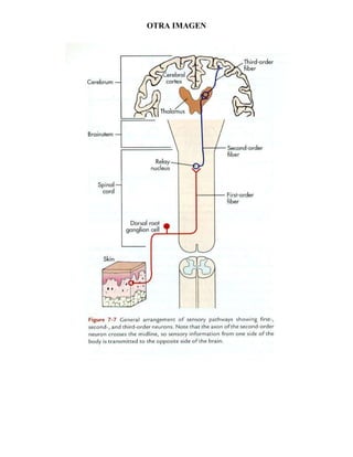 Una prolongación periférica se conecta con una terminación receptora sensitiva, mientras que una prolongación central entra en la medula espinal a través de la raíz posterior para establecer contacto sináptico con la……Neurona de segunda generación:<br />Da origen a un axón que se decusa  y asciende hasta un nivel superior del sistema nervioso central, donde establece sinapsis con la….Neurona de tercer orden:<br />Estas en general se encuentran en el tálamo y dan origen a una fibra de proyección que se dirige a una región sensitiva de la corteza cerebralLa forma más simple de vía ascendente desde una terminación nerviosa sensitiva hasta la corteza cerebral. Obsérvese las tres neuronas que intervienen<br />Neurona de segundo ordenNeurona de tercer ordenNeurona de primer orden<br />OTRA IMAGEN <br />GRANDES VÍAS AFERENTES<br />Las grandes vías aferentes son cadenas de neuronas que trasmiten impulsos desde la periferia, es decir. Desde los receptores a los centros supra segmentarios (Cerebro, Cerebelo).<br />Los estímulos que trasmiten son:<br />Sensación táctil (presión)