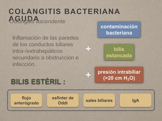 COLANGITIS BACTERIANA
AGUDA
Inflamación de las paredes
de los conductos biliares
intra-/extrahepáticos
secundario a obstrucción e
infección.
Colangitis ascendente
contaminación
bacteriana
bilis
estancada
presión intrabiliar
(>20 cm H₂O)
+
+
flujo
anterógrado
esfínter de
Oddi
IgAsales biliares
BILIS ESTÉRIL :
 