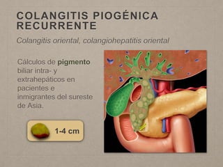 COLANGITIS PIOGÉNICA
RECURRENTE
Cálculos de pigmento
biliar intra- y
extrahepáticos en
pacientes e
inmigrantes del sureste
de Asia.
Colangitis oriental, colangiohepatitis oriental
1-4 cm
 
