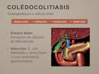 COLÉDOCOLITIASIS
• Estasis biliar:
formación de cálculos
de bilirrubinato
• Infección: E. coli,
Klebsiella y otros Gram
(-) con actividad β-
glucoronidasa
Colangiolitiasis o cálculo biliar
obstrucción dilatación esclerosis estenosis
 