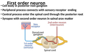 Second Order Neuron tract of spinal cord for medical students | PPTX