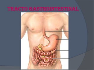 Tracto Gastrointestinal

 