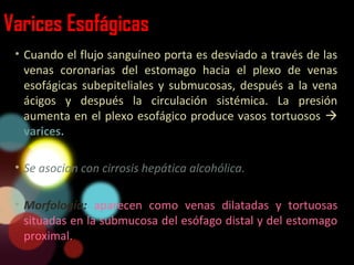 Varices Esofágicas
• Cuando el flujo sanguíneo porta es desviado a través de las
venas coronarias del estomago hacia el plexo de venas
esofágicas subepiteliales y submucosas, después a la vena
ácigos y después la circulación sistémica. La presión
aumenta en el plexo esofágico produce vasos tortuosos 
varices.
• Se asocian con cirrosis hepática alcohólica.
• Morfología: aparecen como venas dilatadas y tortuosas
situadas en la submucosa del esófago distal y del estomago
proximal.
 