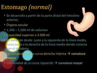 Estomago (normal)
• Se desarrolla a partir de la parte distal del intestino
anterior.
• Órgano sacular
• 1.200 – 1.500 ml de volumen
• Capacidad superior a 3.000 ml
• Se extiende desde justo a la izquierda de la línea media,
hasta justo a la derecha de la línea media donde conecta
con el duodeno.
• La concavidad de la curva derecha interna  curvatura
menor
• Convexidad de la curva izquierda  curvatura mayor
 