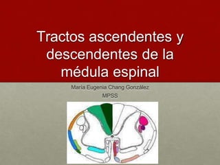 Tractos ascendentes y
descendentes de la
médula espinal
María Eugenia Chang González
MPSS
 