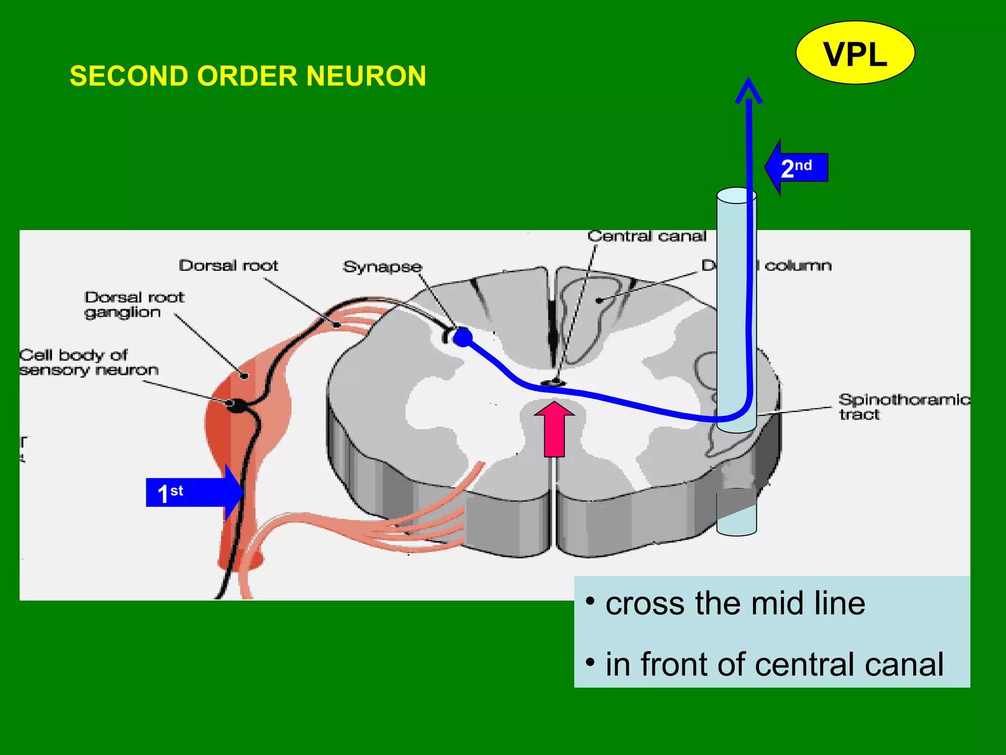 SECOND ORDER NEURON cross the mid line  in front of central canal VPL 1 st 2 nd   
