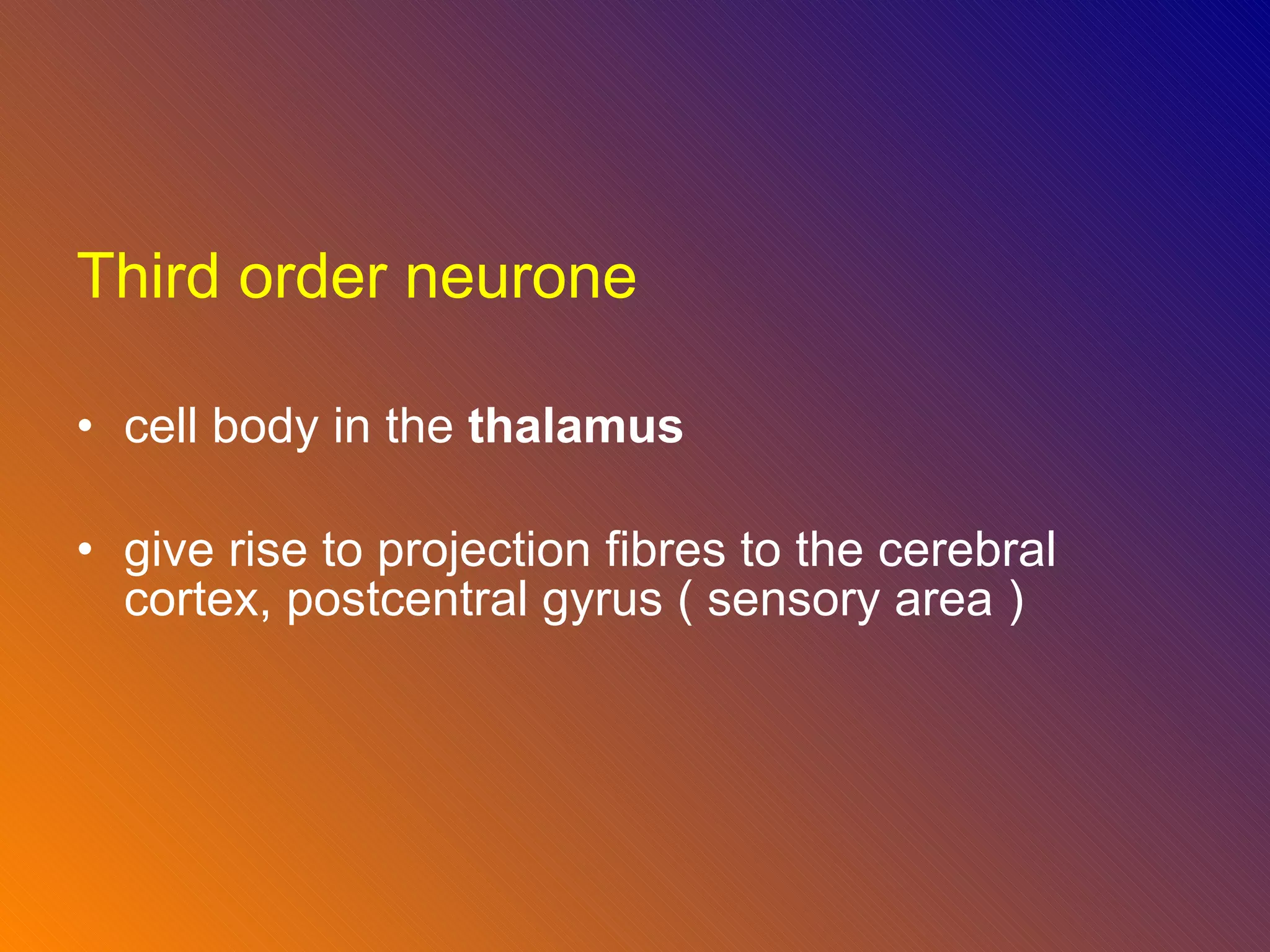 Third order neurone cell body in the  thalamus give rise to projection fibres to the cerebral cortex, postcentral gyrus ( sensory area ) 