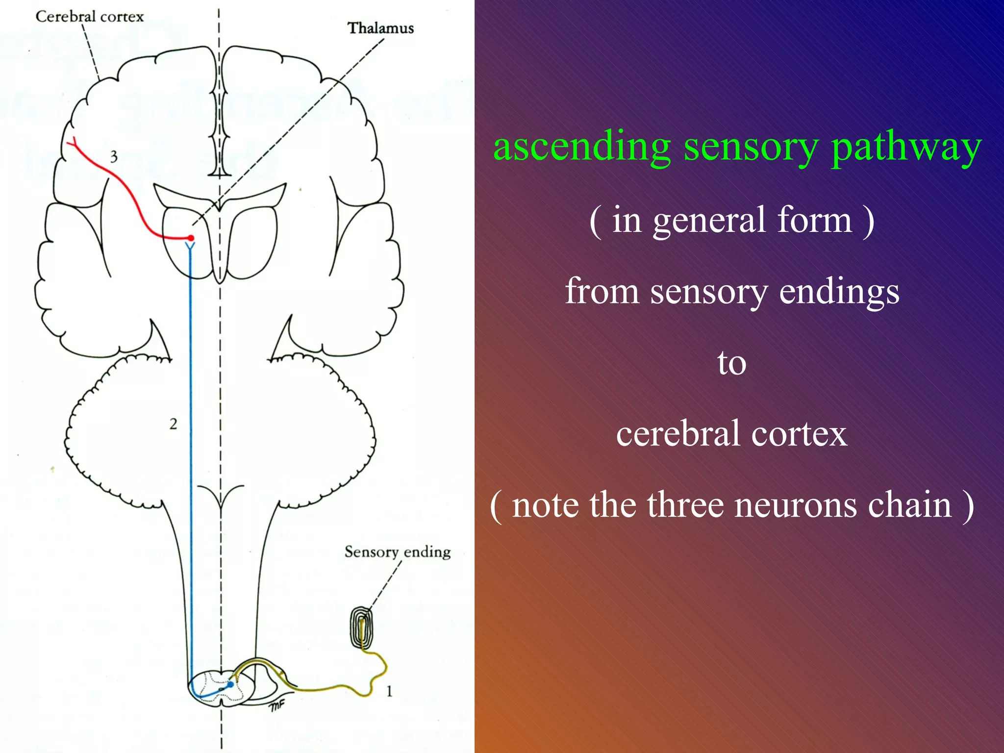 ascending sensory pathway ( in general form ) from sensory endings to  cerebral cortex ( note the three neurons chain ) 