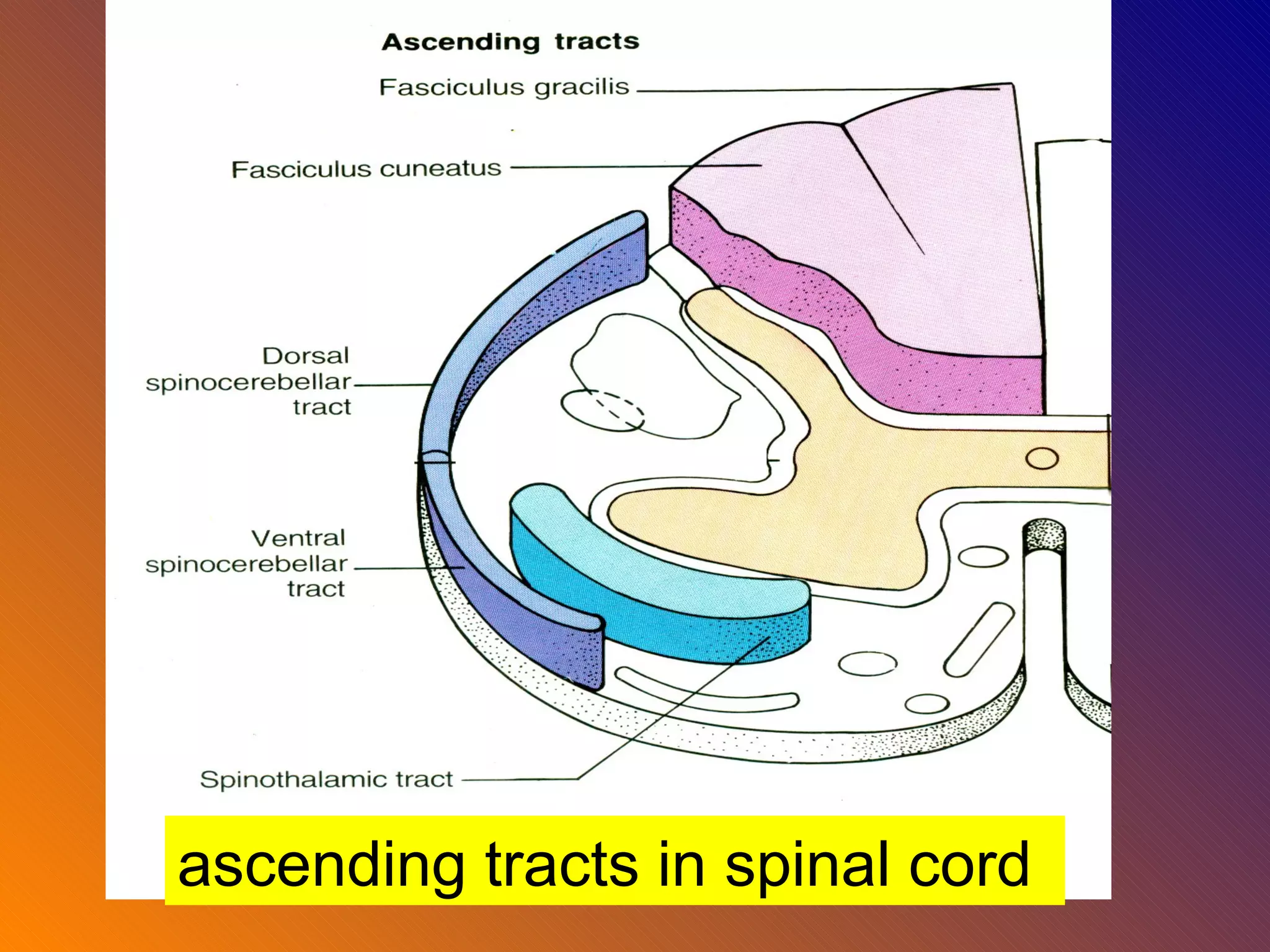 ascending tracts in spinal cord 