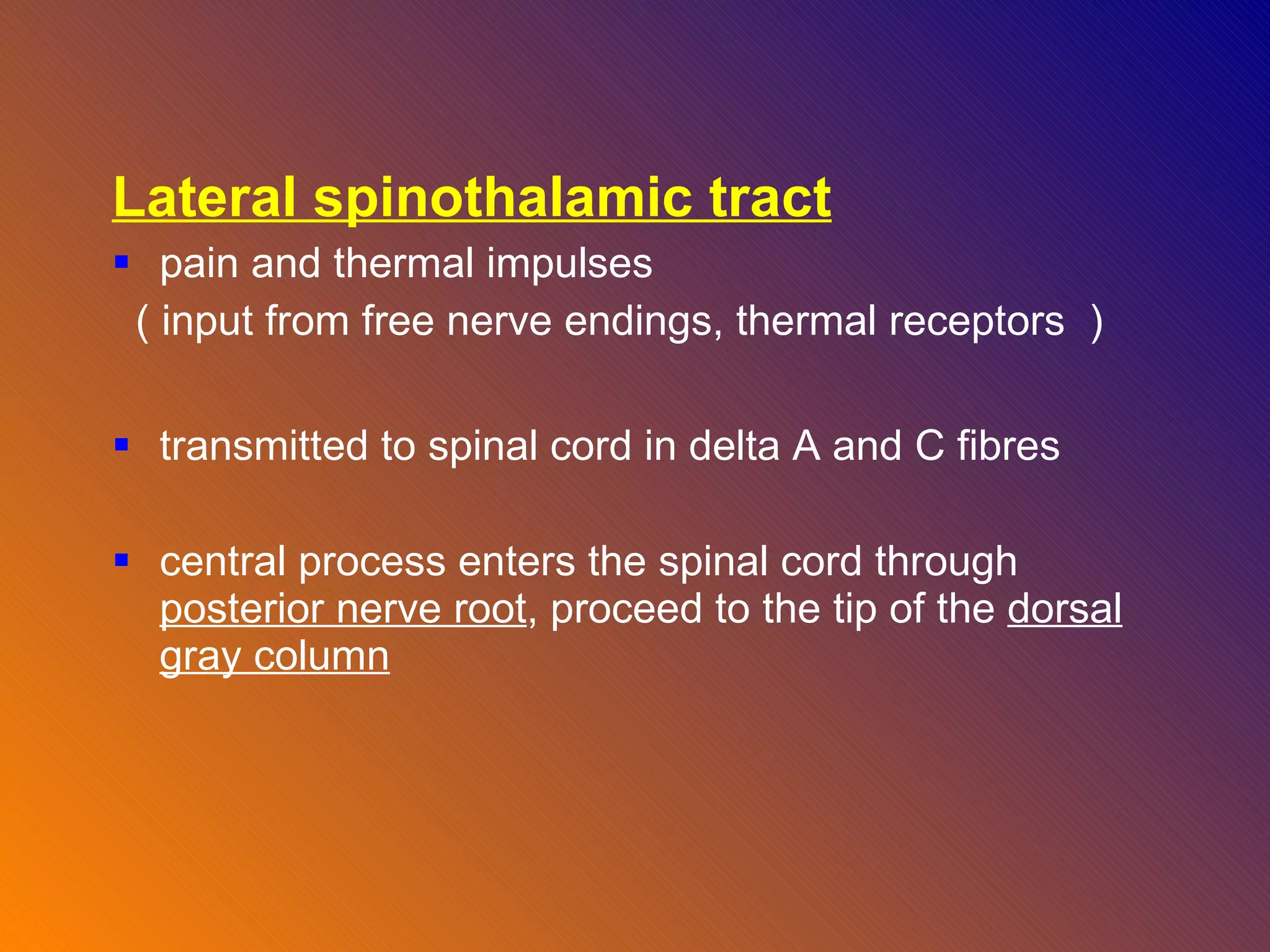 Lateral spinothalamic tract   pain and thermal impulses  ( input from free nerve endings, thermal receptors  ) transmitted to spinal cord in delta A and C fibres  central process enters the spinal cord through  posterior nerve root , proceed to the tip of the  dorsal gray column 