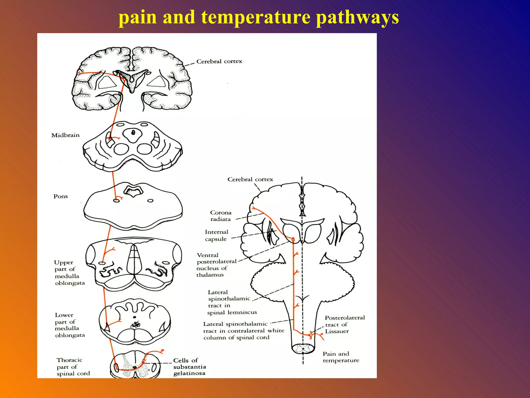 pain and temperature pathways 