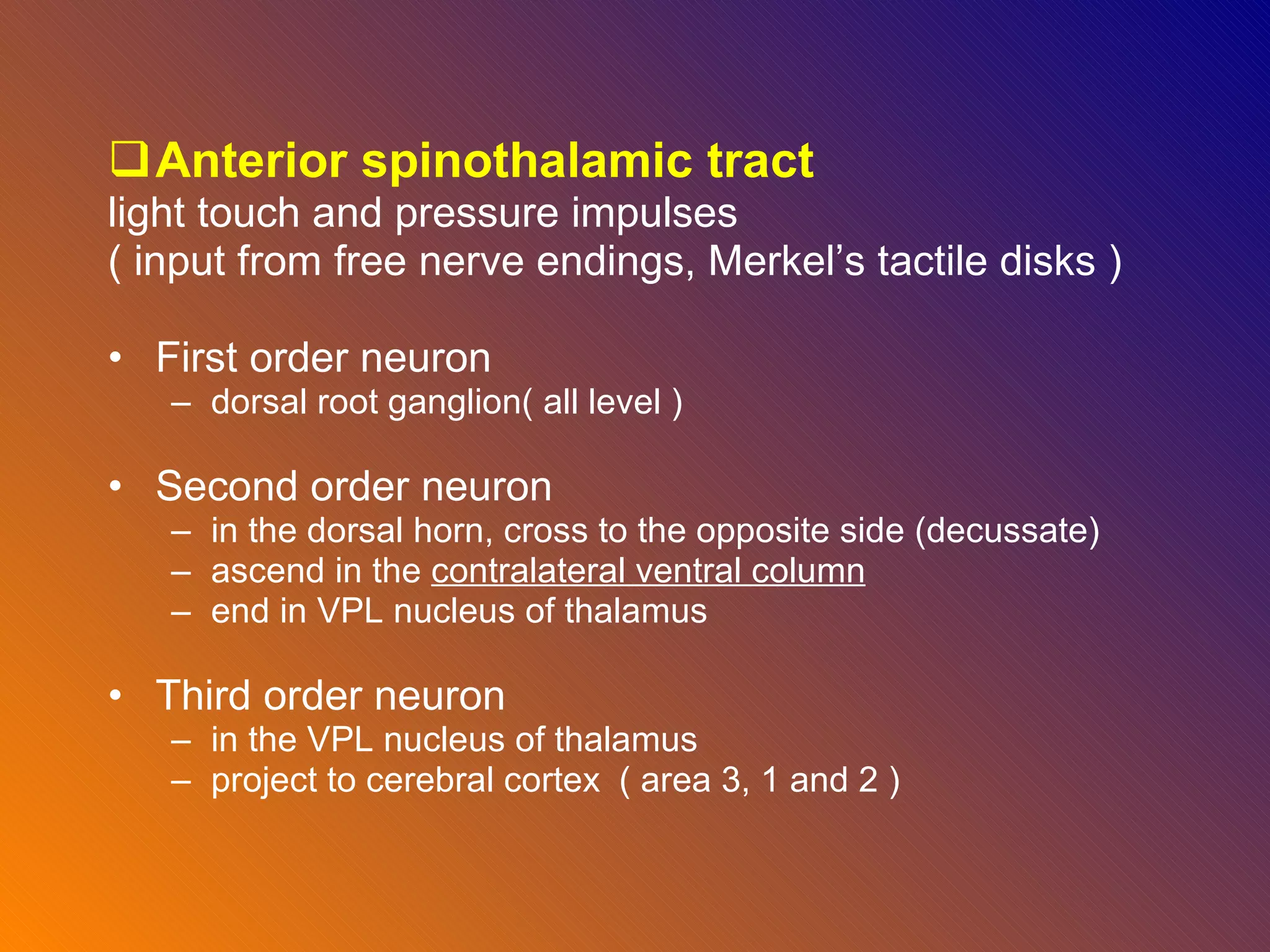 Anterior spinothalamic tract light touch and pressure impulses  ( input from free nerve endings, Merkel’s tactile disks ) First order neuron dorsal root ganglion( all level ) Second order neuron  in the dorsal horn, cross to the opposite side (decussate) ascend in the  contralateral ventral column   end in VPL nucleus of thalamus  Third order neuron  in the VPL nucleus of thalamus project to cerebral cortex  ( area 3, 1 and 2 ) 