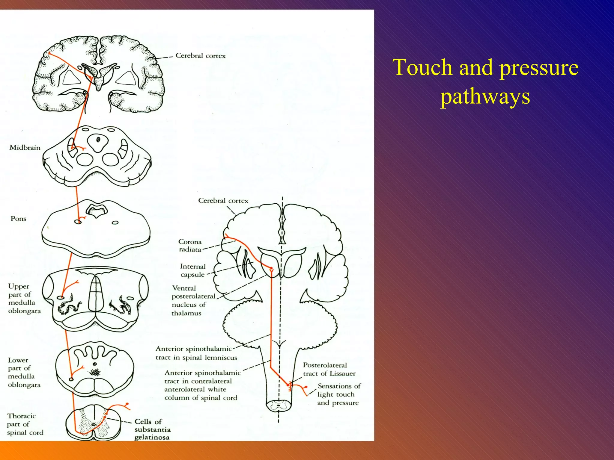 Touch and pressure pathways 