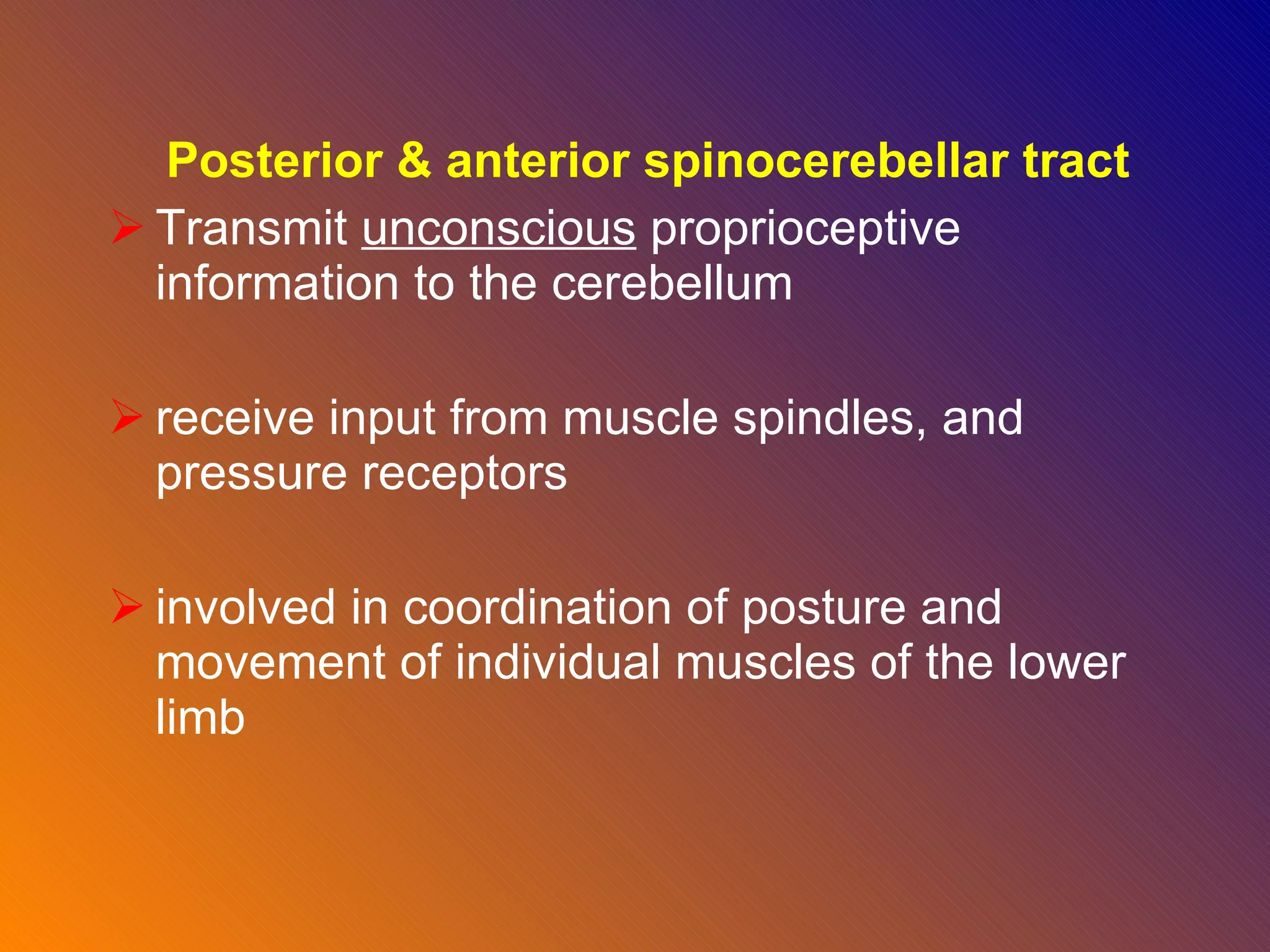 Posterior & anterior spinocerebellar tract Transmit  unconscious  proprioceptive information to the cerebellum  receive input from muscle spindles, and pressure receptors  involved in coordination of posture and movement of individual muscles of the lower limb 