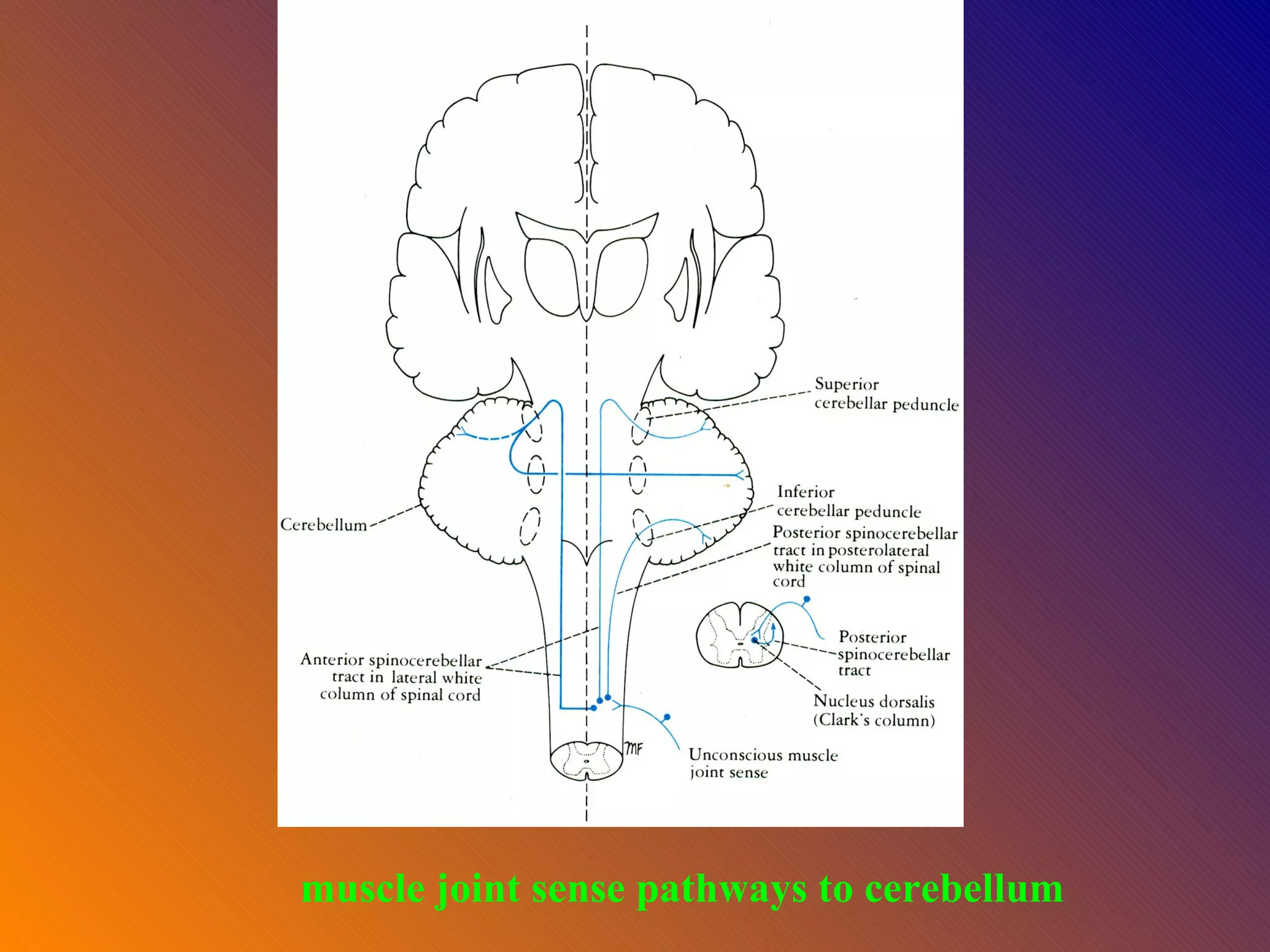 muscle joint sense pathways to cerebellum 