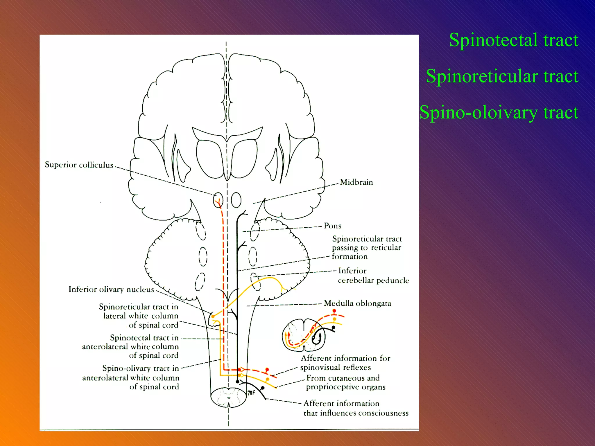 Spinotectal tract Spinoreticular tract Spino-oloivary tract 