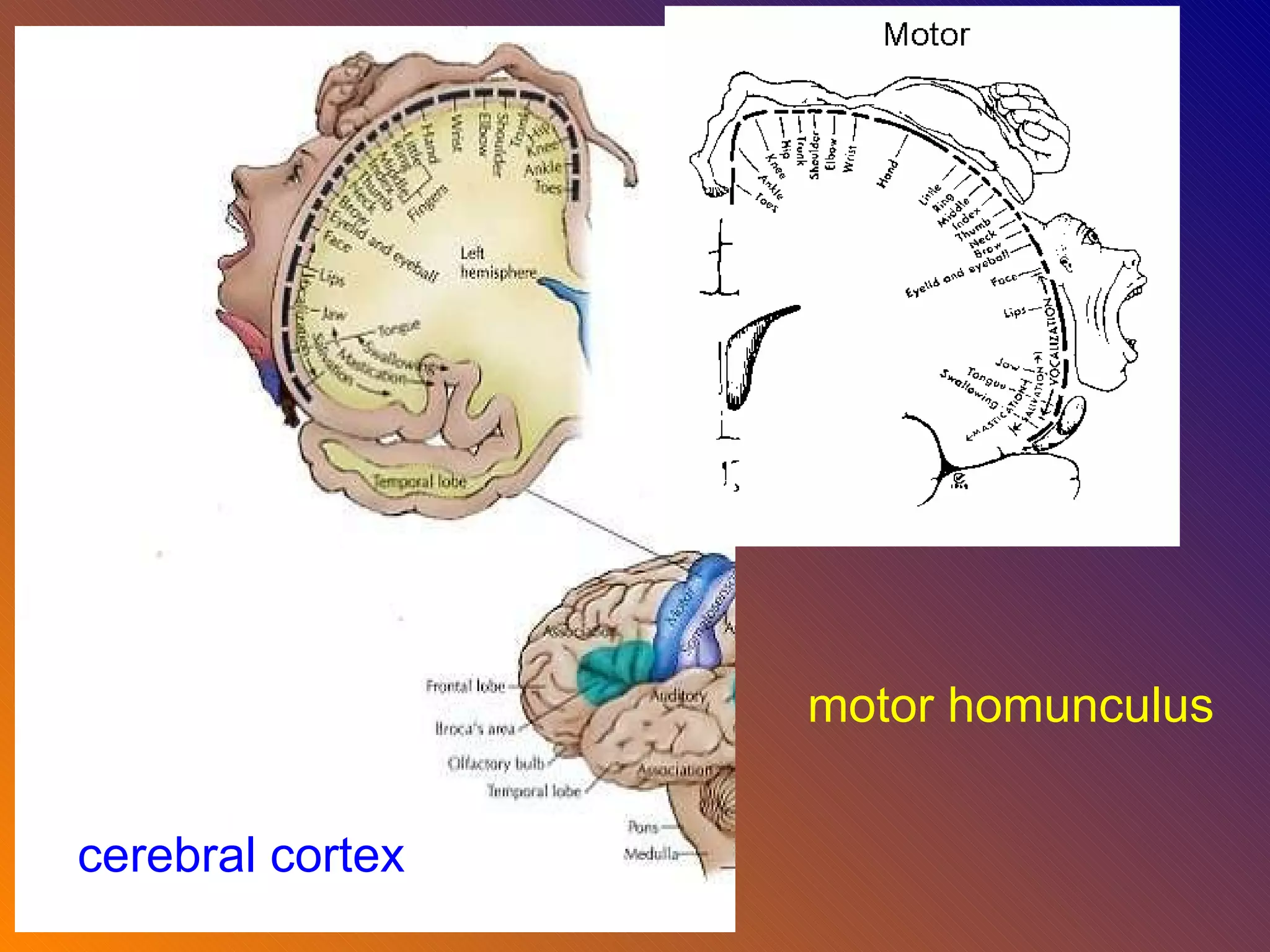 motor homunculus cerebral cortex 