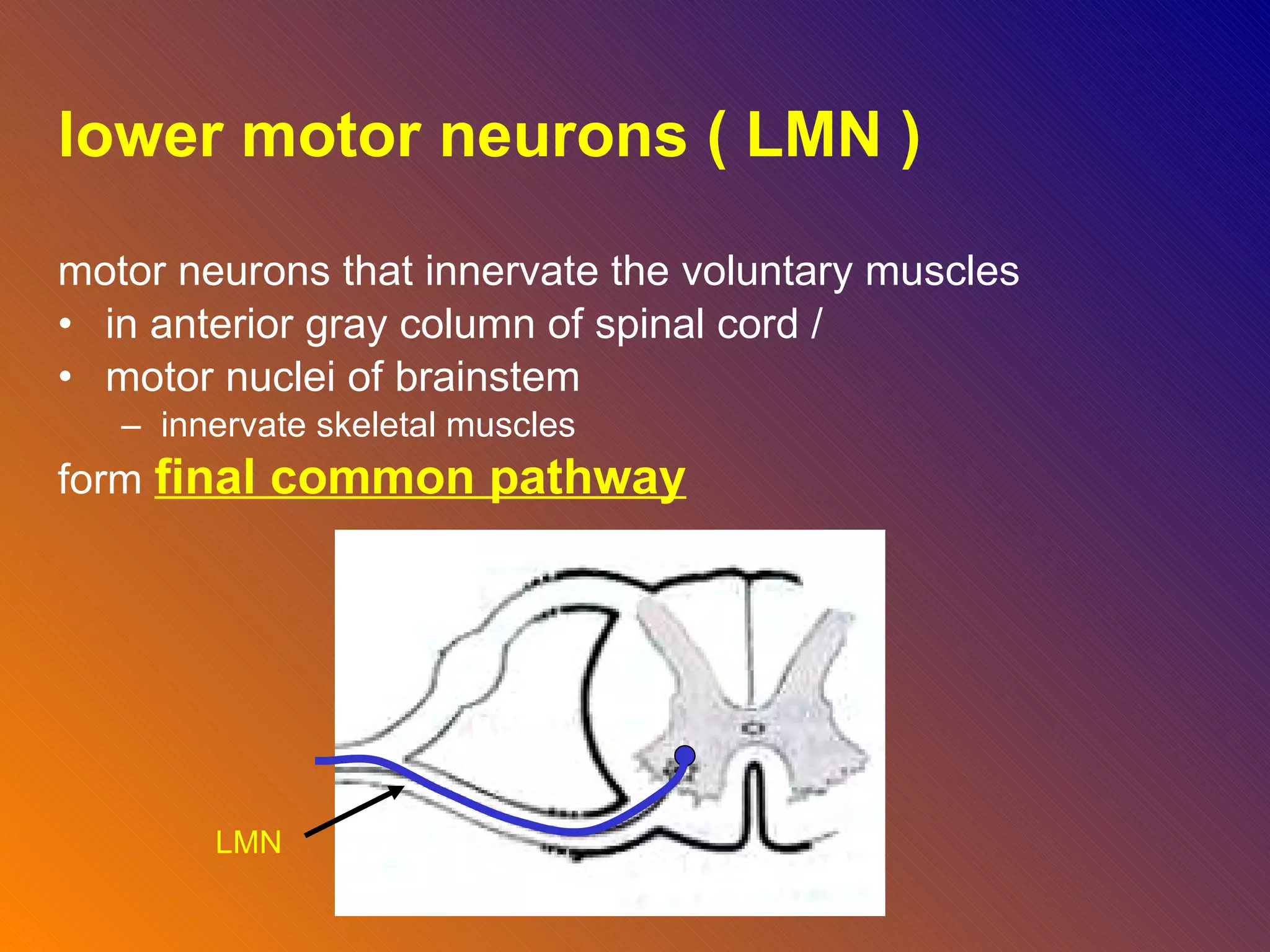 lower motor neurons ( LMN ) motor neurons that innervate the voluntary muscles in anterior gray column of spinal cord /  motor nuclei of brainstem innervate skeletal muscles  form  final common pathway   LMN 