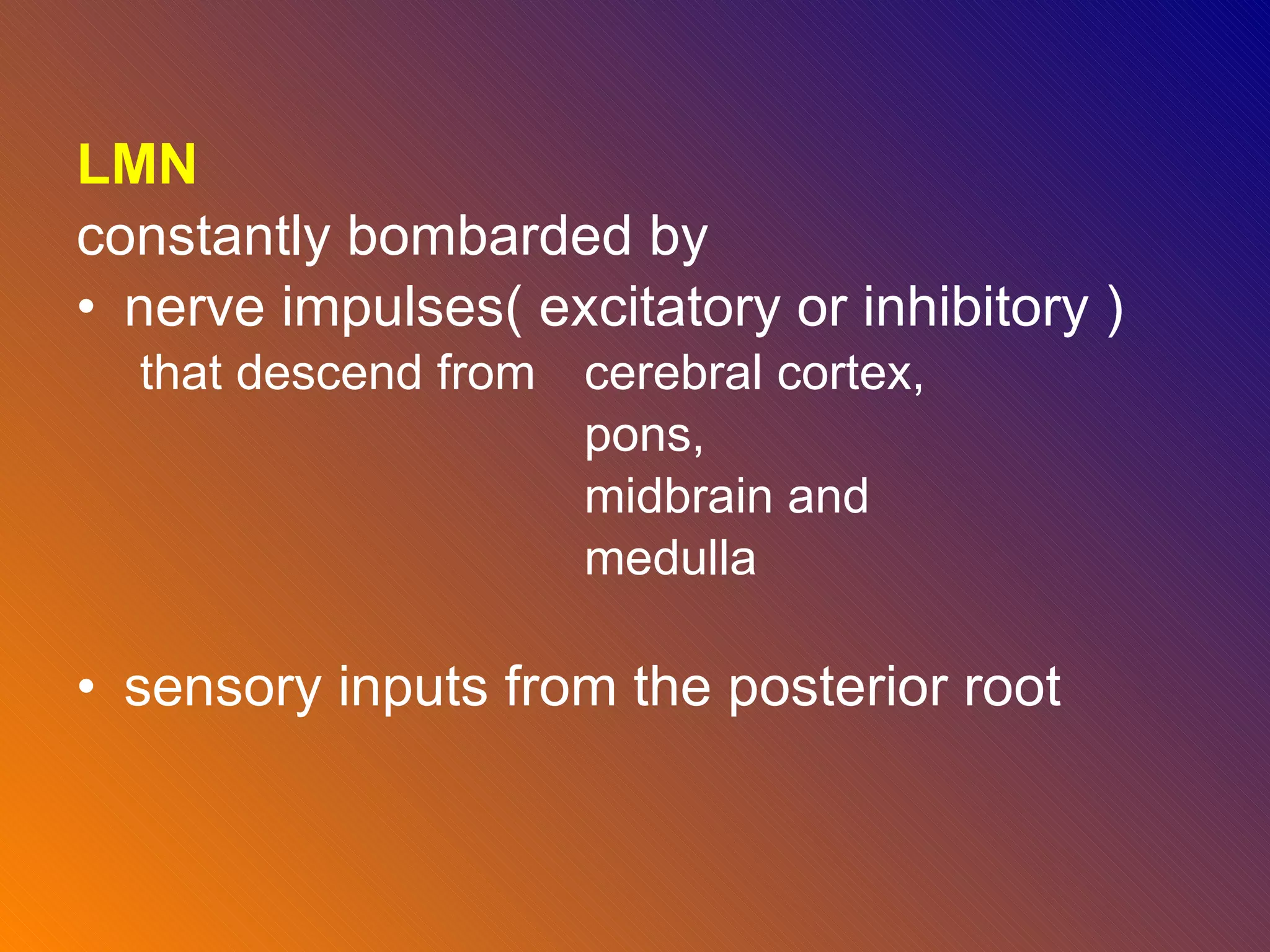 LMN constantly bombarded by  nerve impulses( excitatory or inhibitory ) that descend from  cerebral cortex,  pons,  midbrain and  medulla sensory inputs from the posterior root 