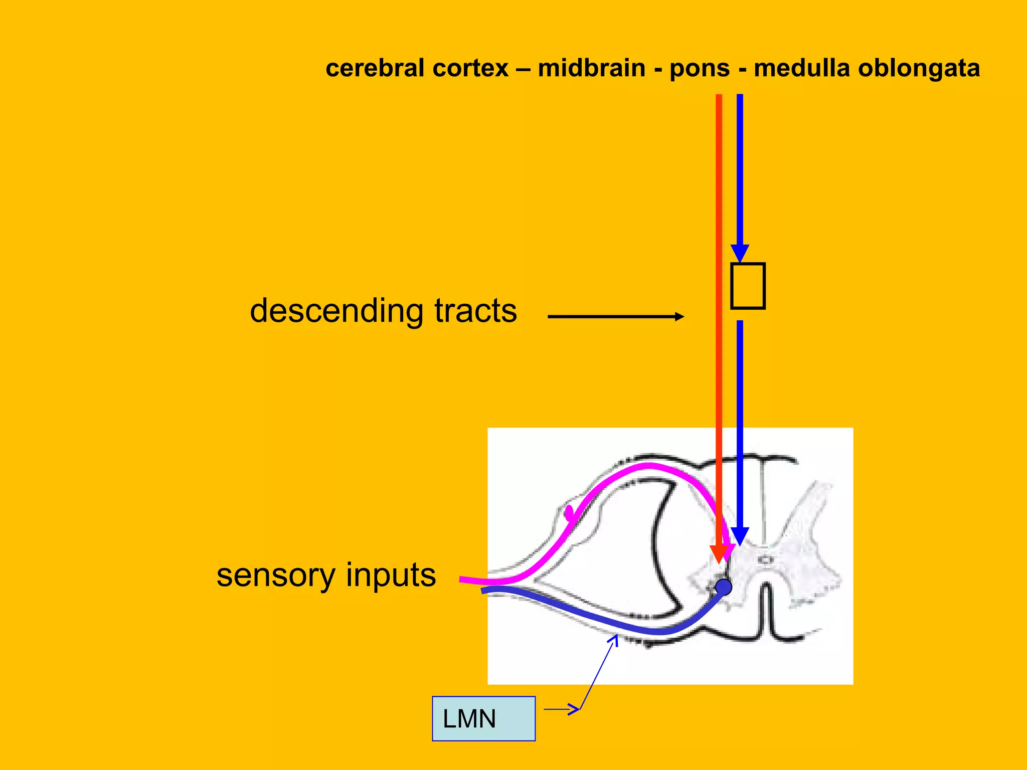cerebral cortex – midbrain - pons - medulla oblongata descending tracts LMN sensory inputs 