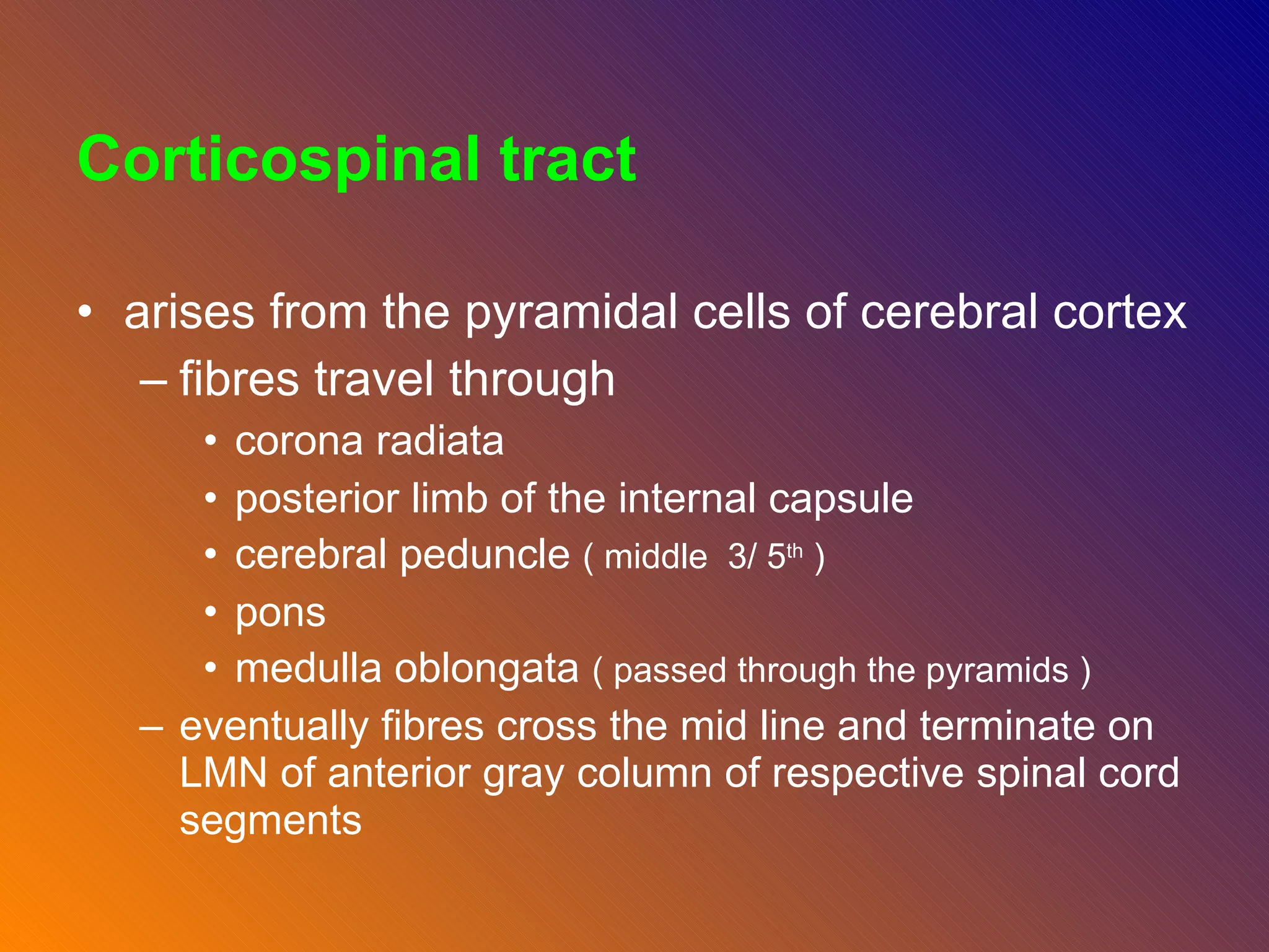 Corticospinal tract arises from the pyramidal cells of cerebral cortex fibres travel through corona radiata posterior limb of the internal capsule  cerebral peduncle  ( middle  3/ 5 th  )  pons  medulla oblongata  ( passed through the pyramids ) eventually fibres cross the mid line and terminate on LMN of anterior gray column of respective spinal cord segments  
