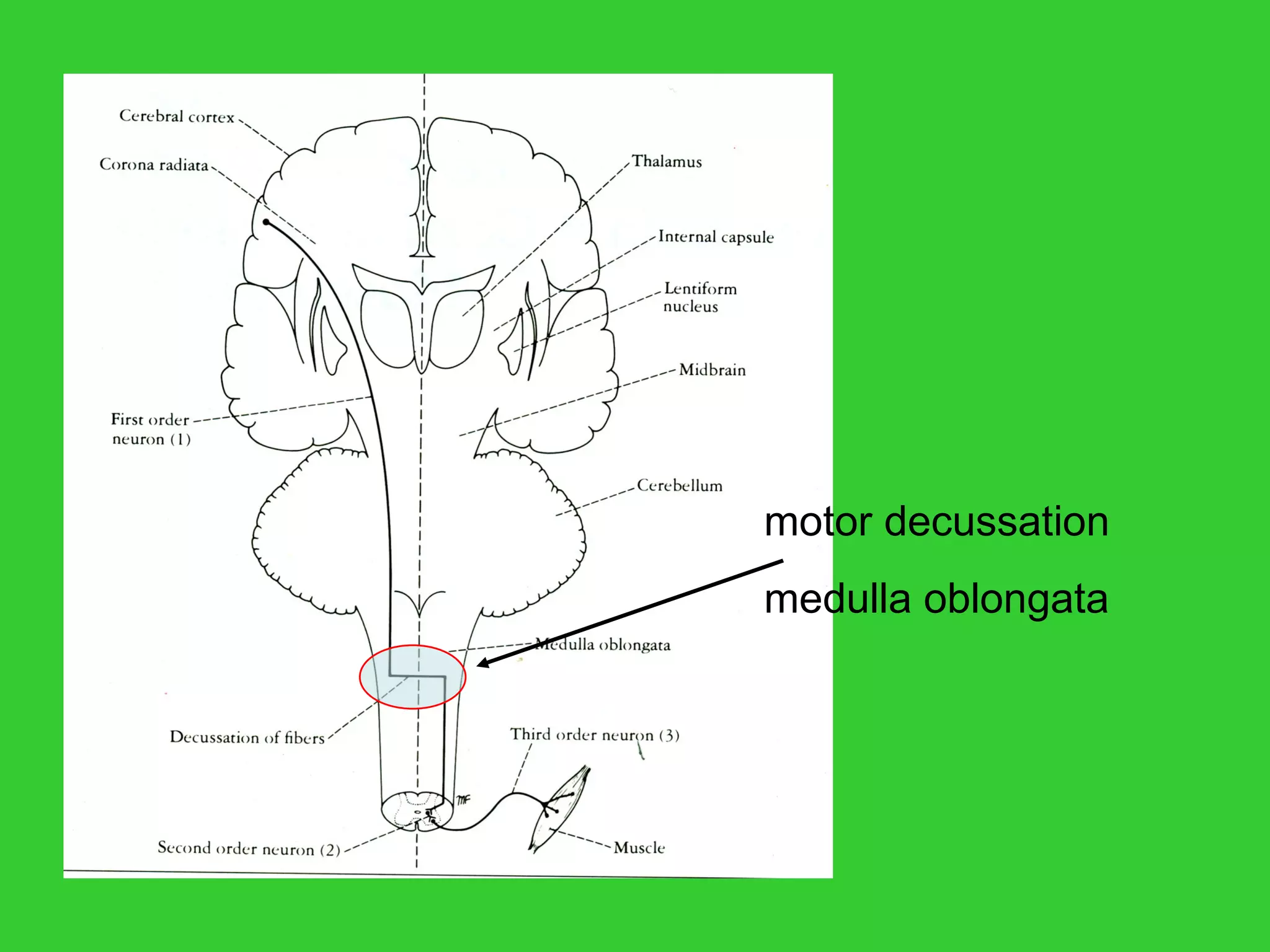motor decussation medulla oblongata 