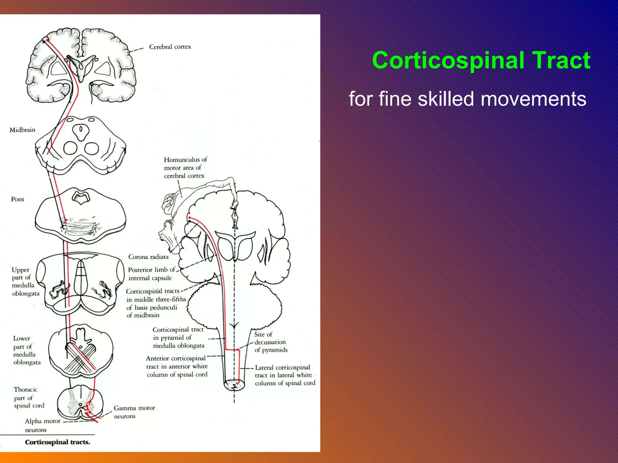 Corticospinal Tract for fine skilled movements 