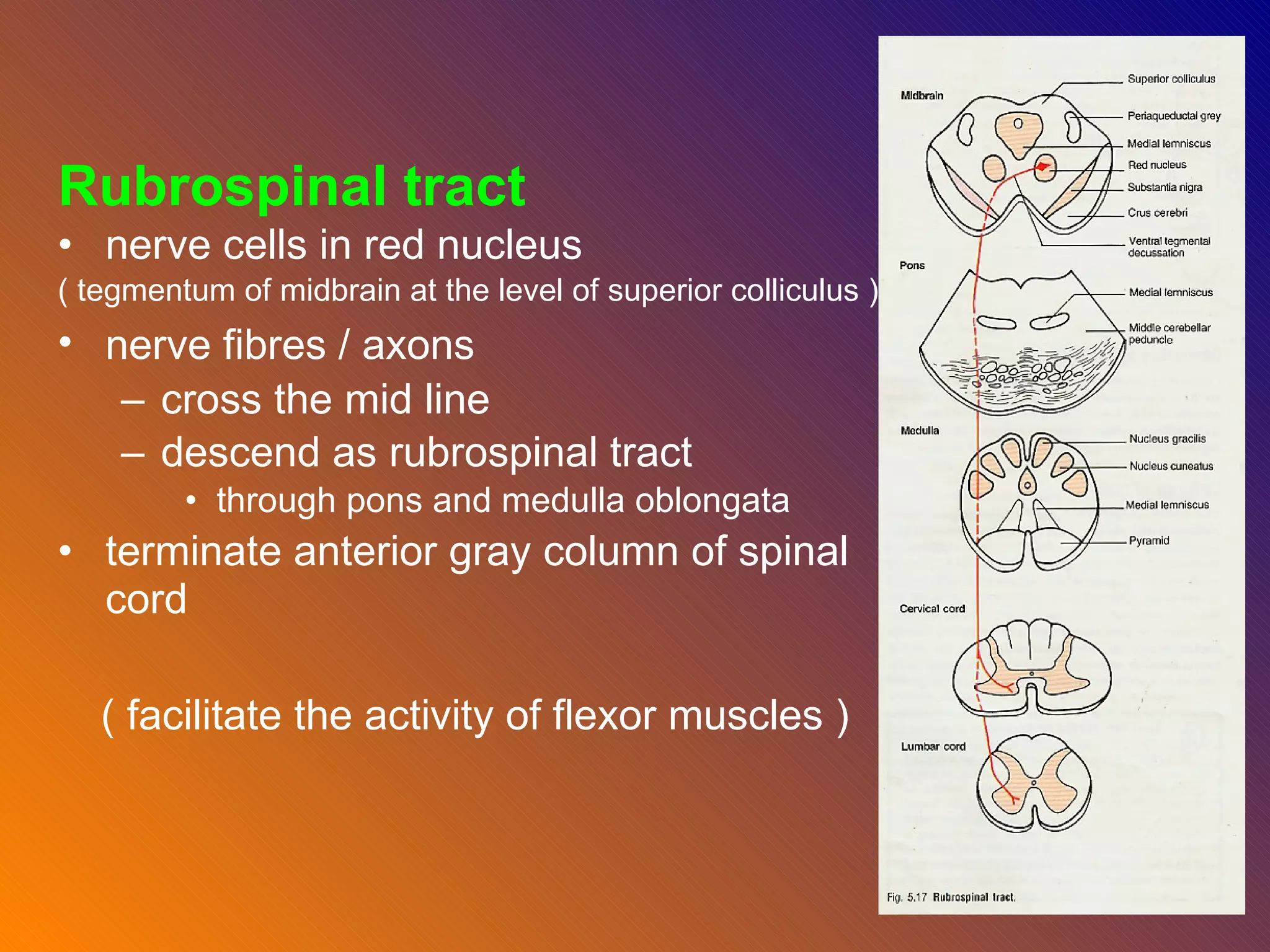 Rubrospinal tract nerve cells in red nucleus   ( tegmentum of midbrain at the level of superior colliculus ) nerve fibres / axons   cross the mid line  descend as rubrospinal tract  through pons and medulla oblongata  terminate anterior gray column of spinal cord   ( facilitate the activity of flexor muscles ) 
