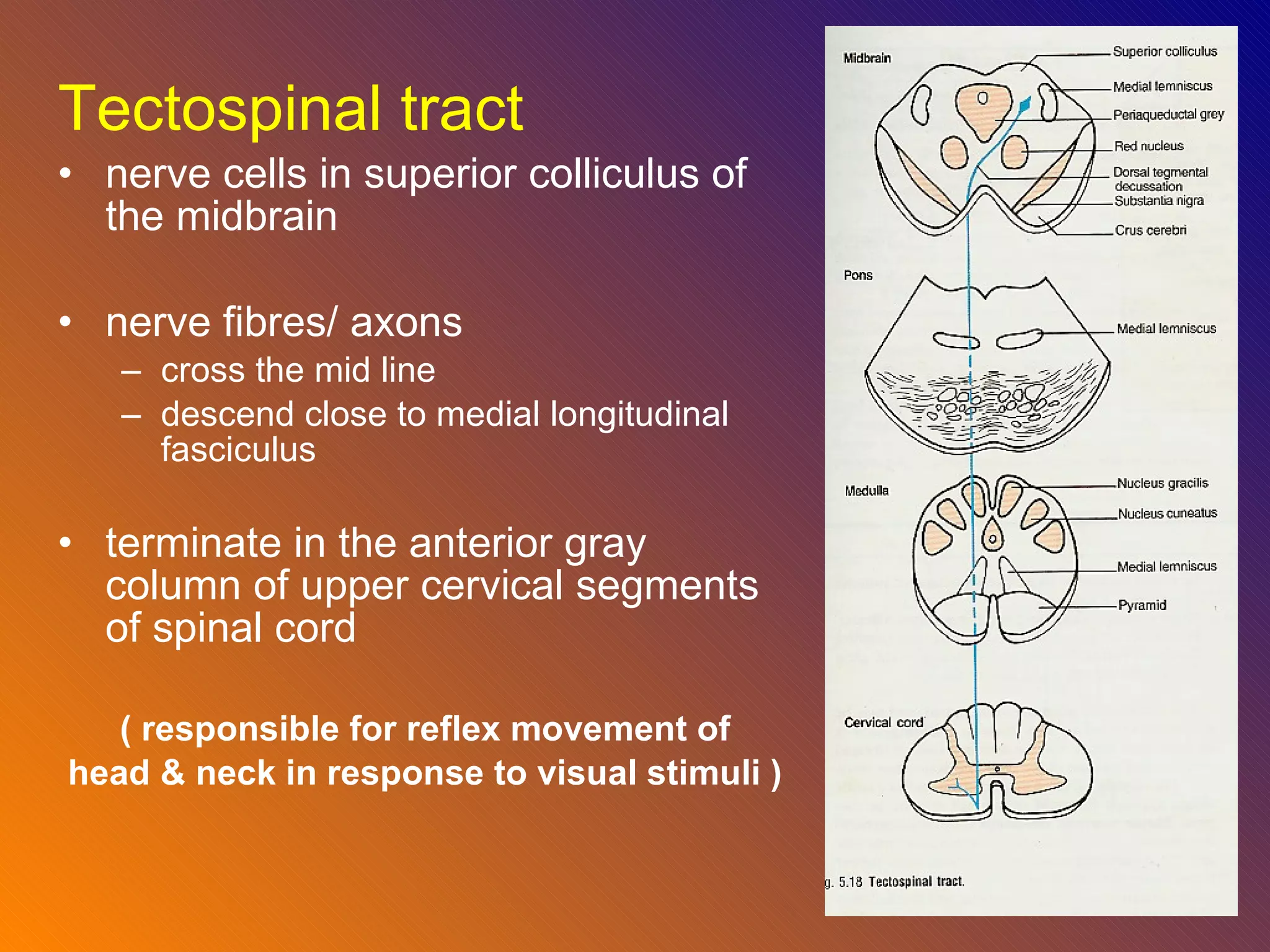 Tectospinal tract nerve cells in superior colliculus of the midbrain  nerve fibres/ axons cross the mid line  descend close to medial longitudinal fasciculus  terminate in the anterior gray column of upper cervical segments of spinal cord  ( responsible for reflex movement of head & neck in response to visual stimuli ) 