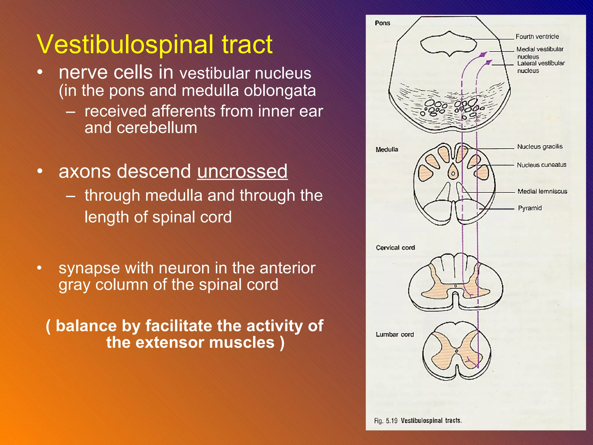 Vestibulospinal tract nerve cells in  vestibular nucleus (in the pons and medulla oblongata received afferents from inner ear and cerebellum  axons descend  uncrossed   through medulla and through the length of spinal cord   synapse with neuron in the anterior gray column of the spinal cord  ( balance by facilitate the activity of the extensor muscles ) 
