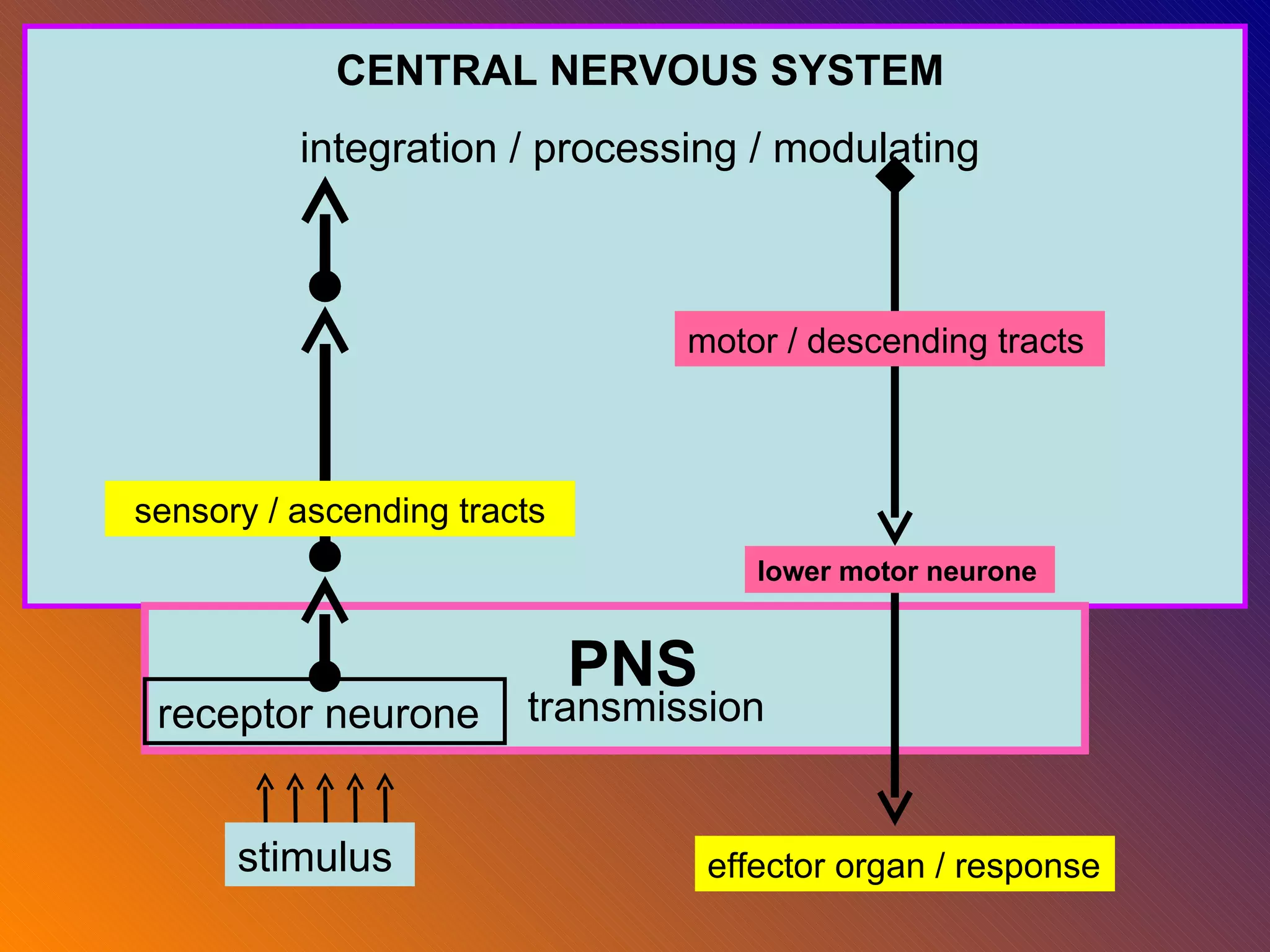 CENTRAL NERVOUS SYSTEM integration / processing / modulating stimulus receptor neurone motor / descending tracts effector organ / response PNS transmission lower motor neurone sensory / ascending tracts 