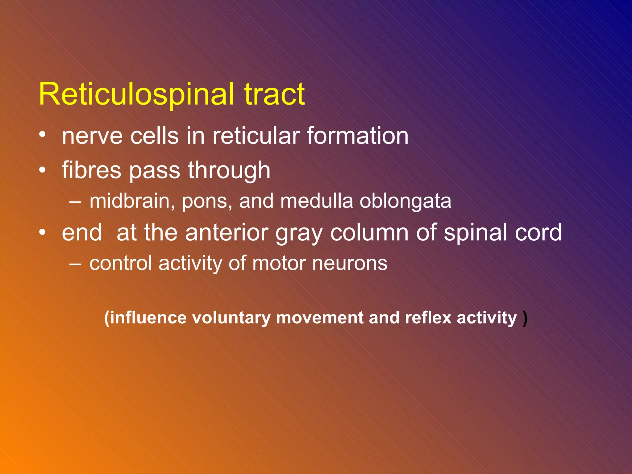 Reticulospinal tract nerve cells in reticular formation   fibres pass through midbrain, pons, and medulla oblongata  end  at the anterior gray column of spinal cord  control activity of motor neurons (influence voluntary movement and reflex activity  ) 
