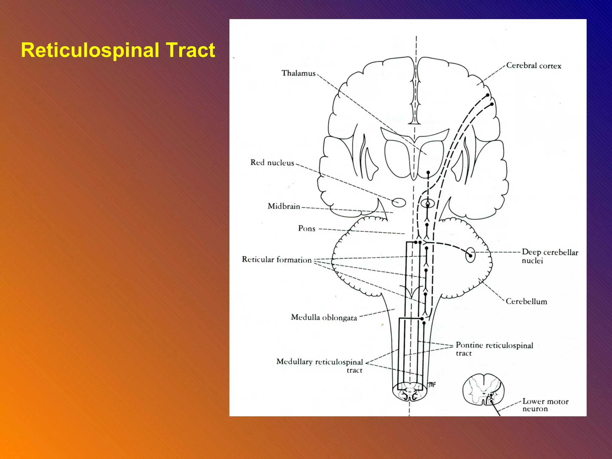 Reticulospinal Tract 