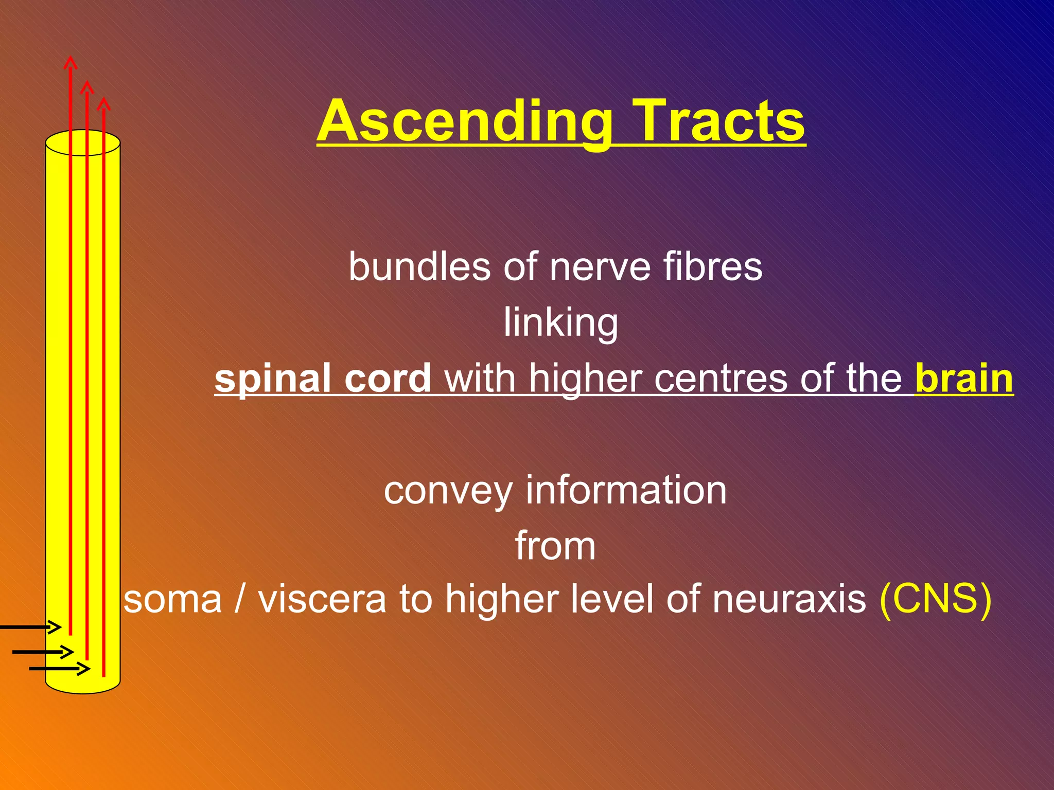 Ascending Tracts bundles of nerve fibres  linking spinal cord  with higher centres of the  brain convey information  from  soma / viscera to higher level of neuraxis  (CNS)   