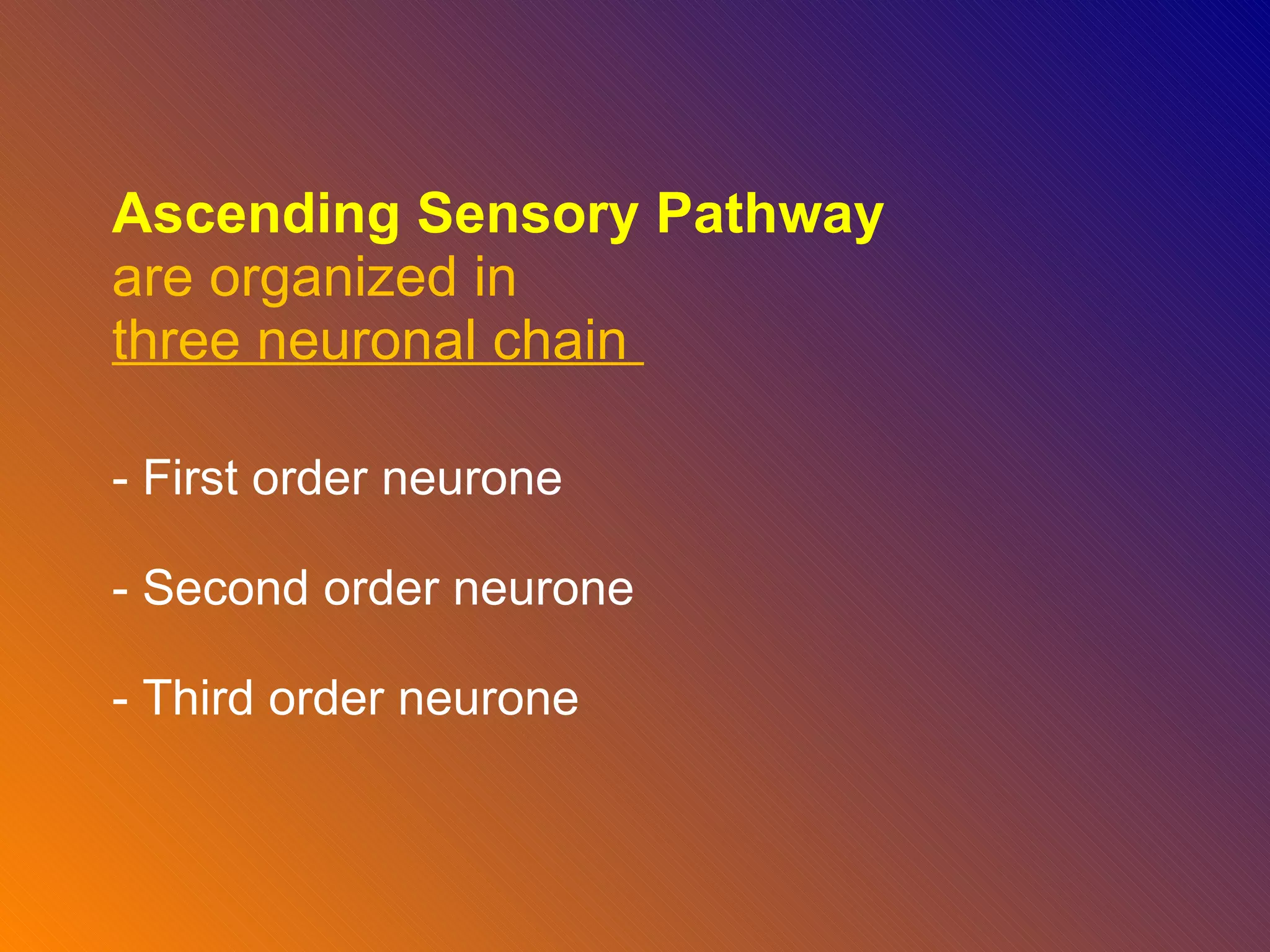 Ascending Sensory Pathway  are organized in three neuronal chain  - First order neurone - Second order neurone  - Third order neurone 