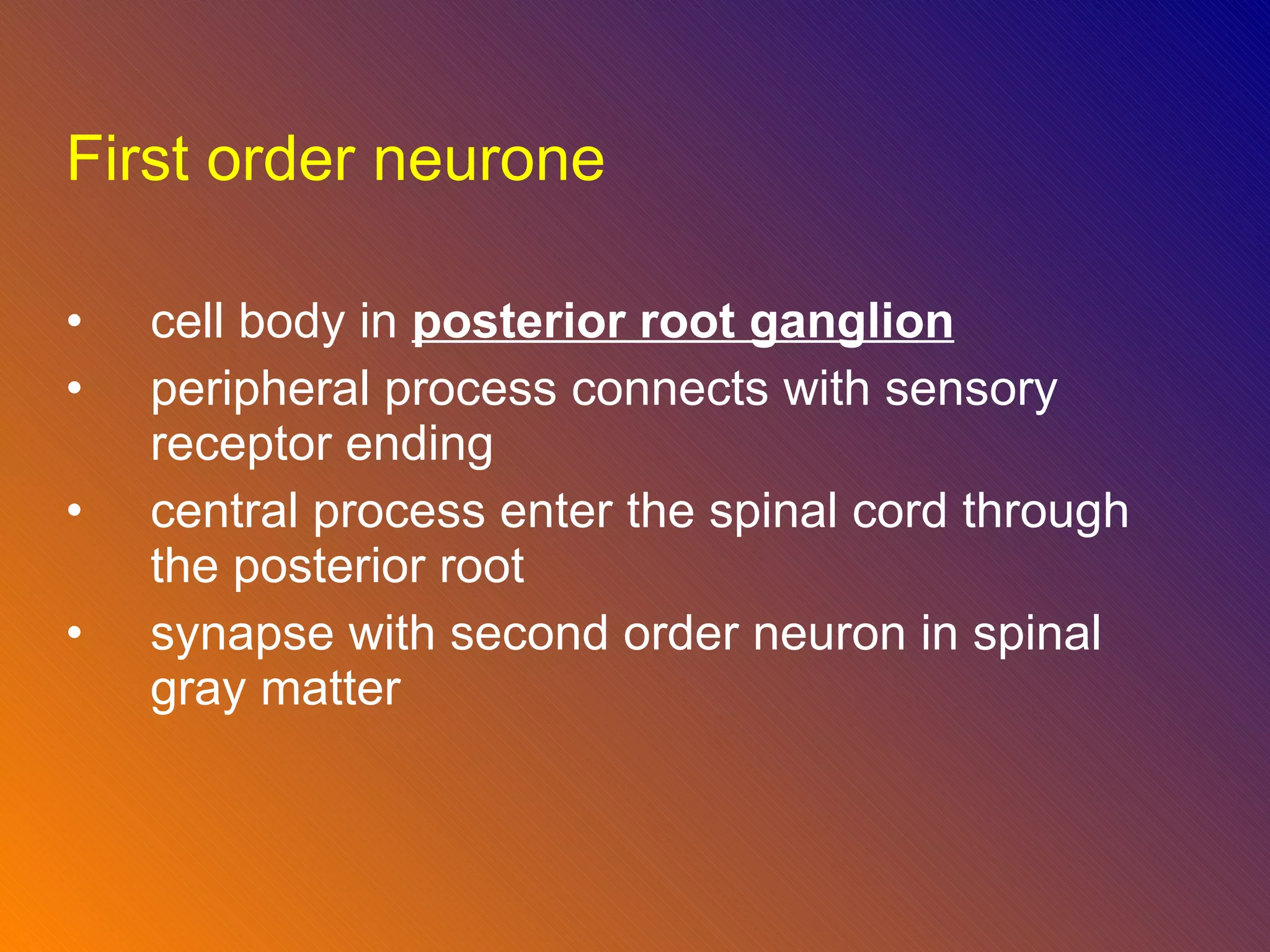 First order neurone  cell body in  posterior root ganglion peripheral process connects with sensory receptor ending central process enter the spinal cord through the posterior root synapse with second order neuron in spinal gray matter 