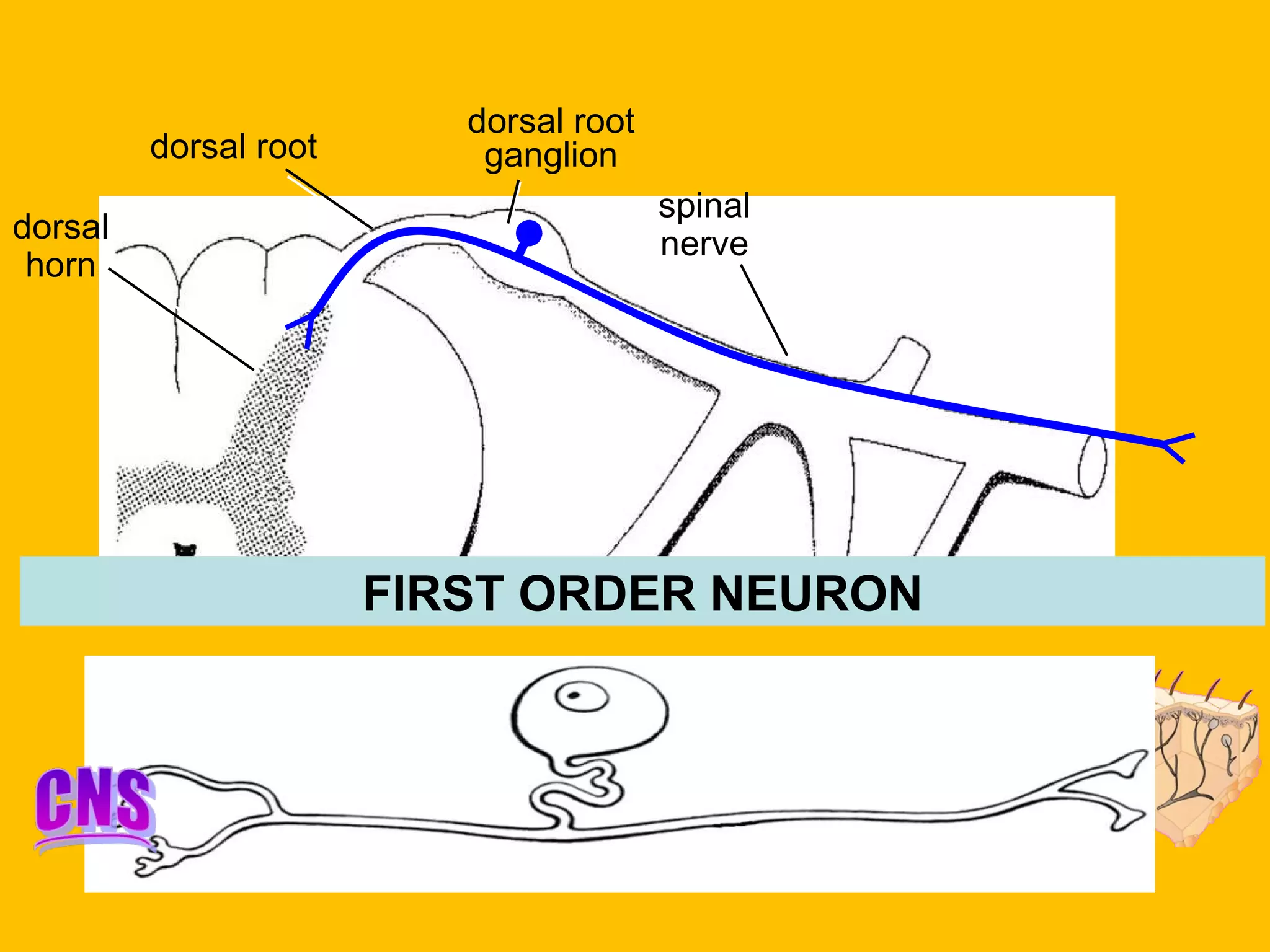 dorsal root dorsal root ganglion spinal nerve dorsal horn FIRST ORDER NEURON 