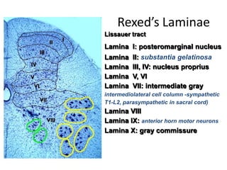 Rexed Laminae Function Tracts of the spinalcord | PPTX
