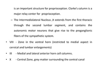 Tracts of the spinal cord | PPTX