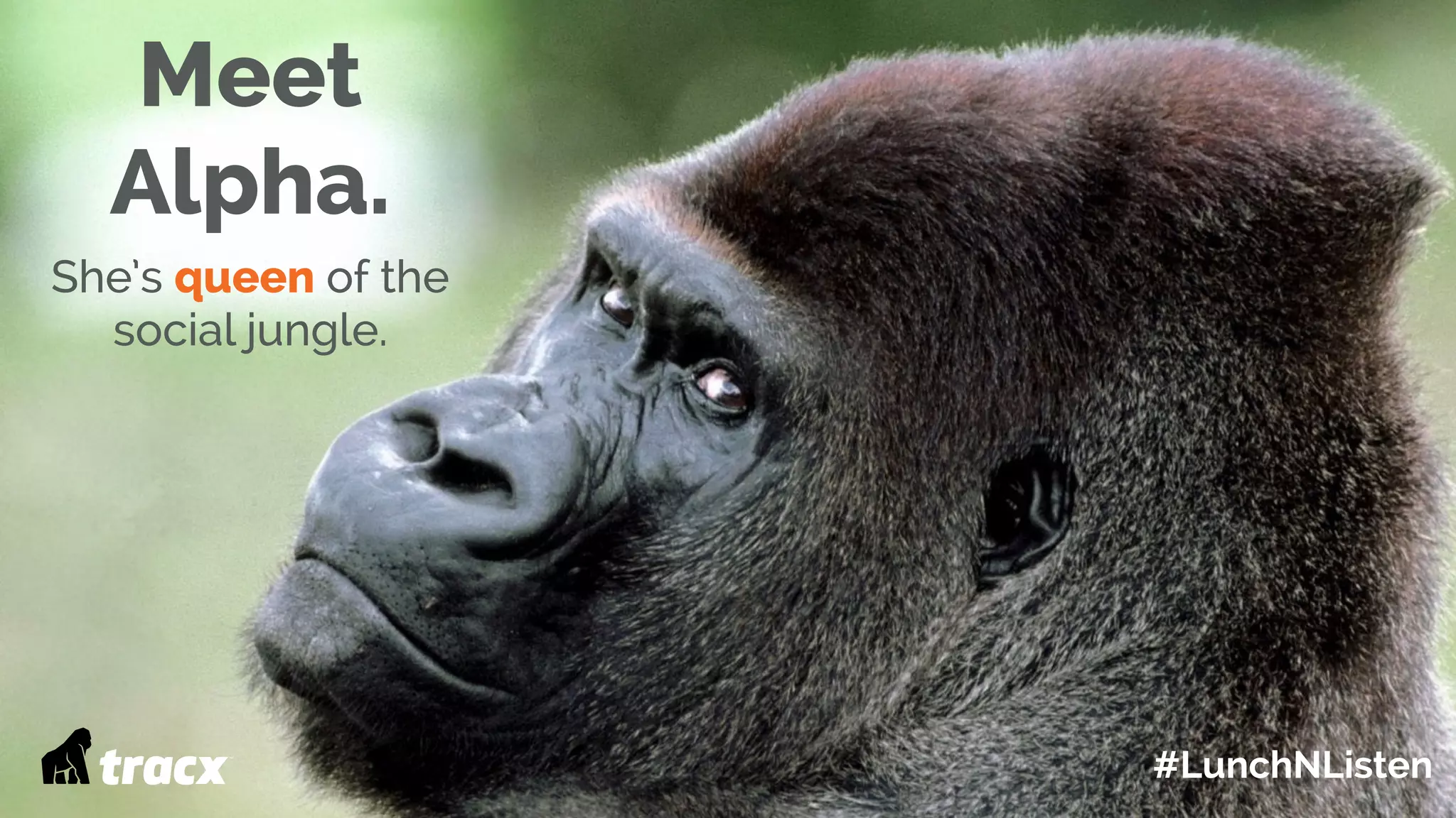 Meet
Alpha.
She’s queen of the
social jungle.
#LunchNListen
 