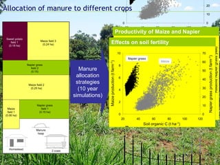 Allocation of manure to different crops  Manure allocation strategies (10 year simulations) Productivity of Maize and Napi...